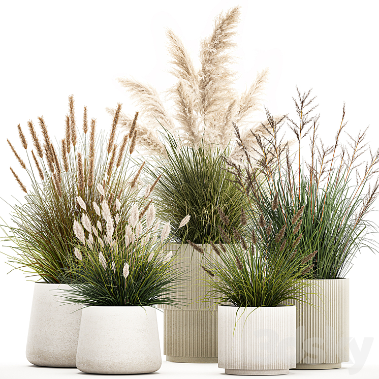 PAMPAS_GRASS_WITH_BUSHES_IN_WHITE_FLOWER_POTS_LANDSCAPING_FEATHER 