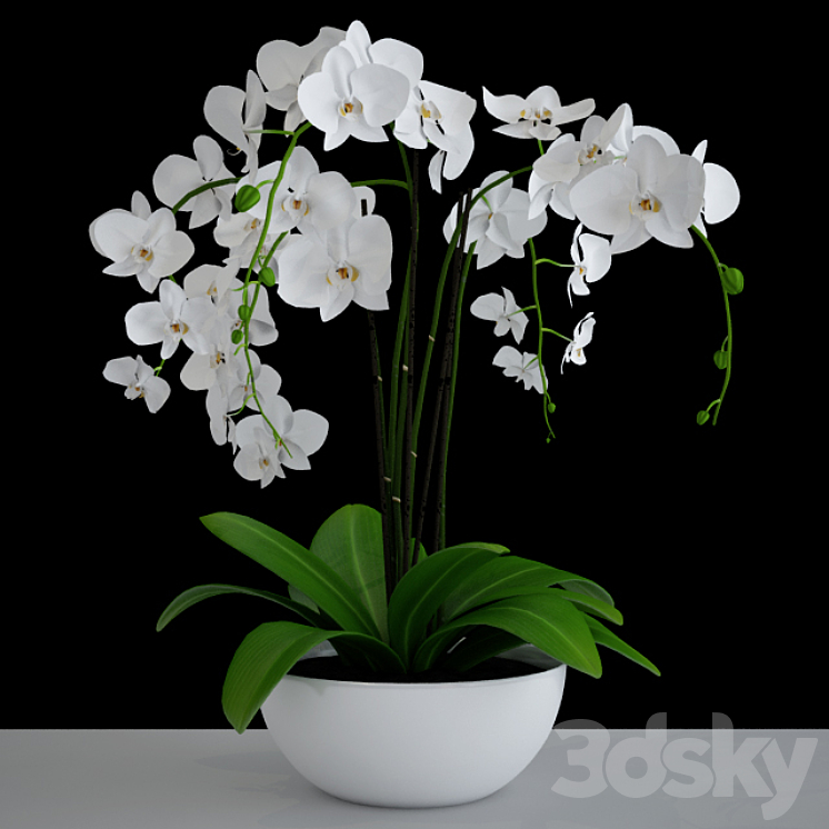 ORCHID 