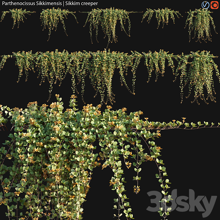 PARTHENOCISSUS SIKKIMENSIS SIKKIM CREEPER 02 