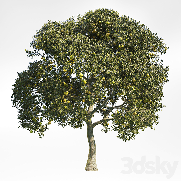 PEAR TREE 8 