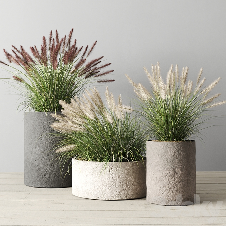 PENNISETUM FOXTAIL IN CONCRETE POTS 