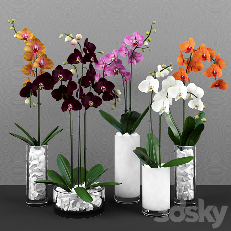 PHALAENOPSIS ORCHIDS SET 