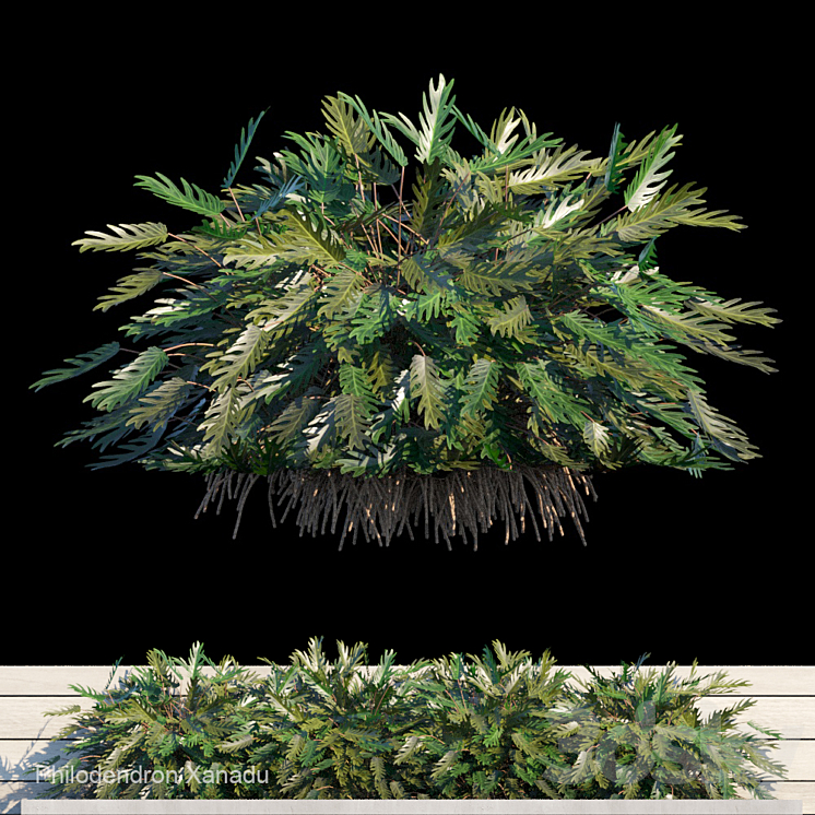 PHILODENDRON XANADU EXTERIOR KIT 