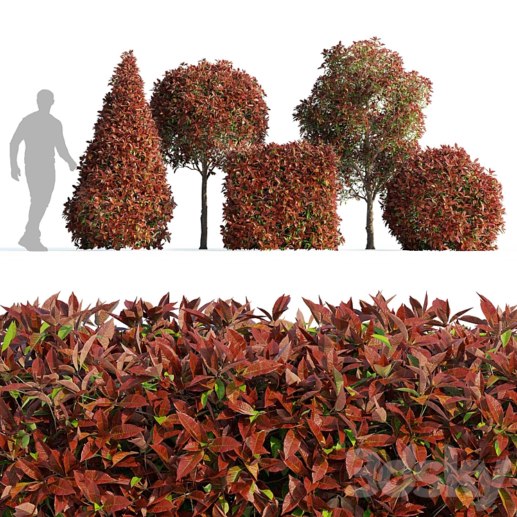 PHOTINIA FRASERI RED ROBIN PHOTINIA FRASERI RED ROBIN 