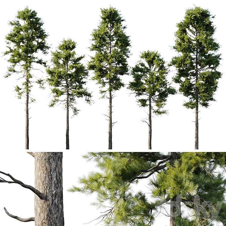 PINE 18M AND 12M 