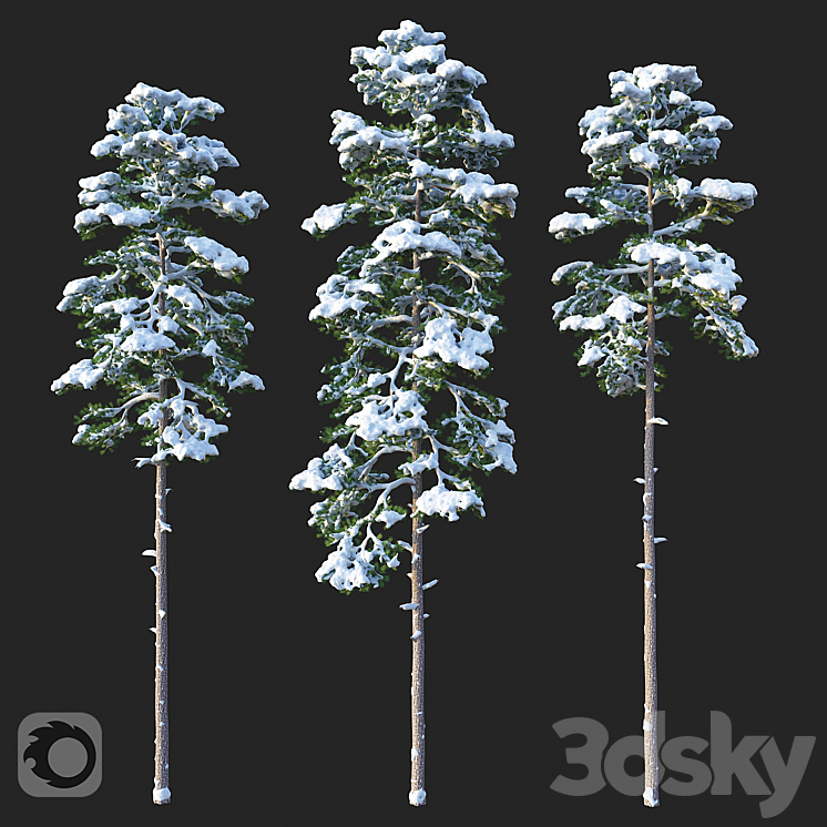PINE SET 02 SNOW VERSION 