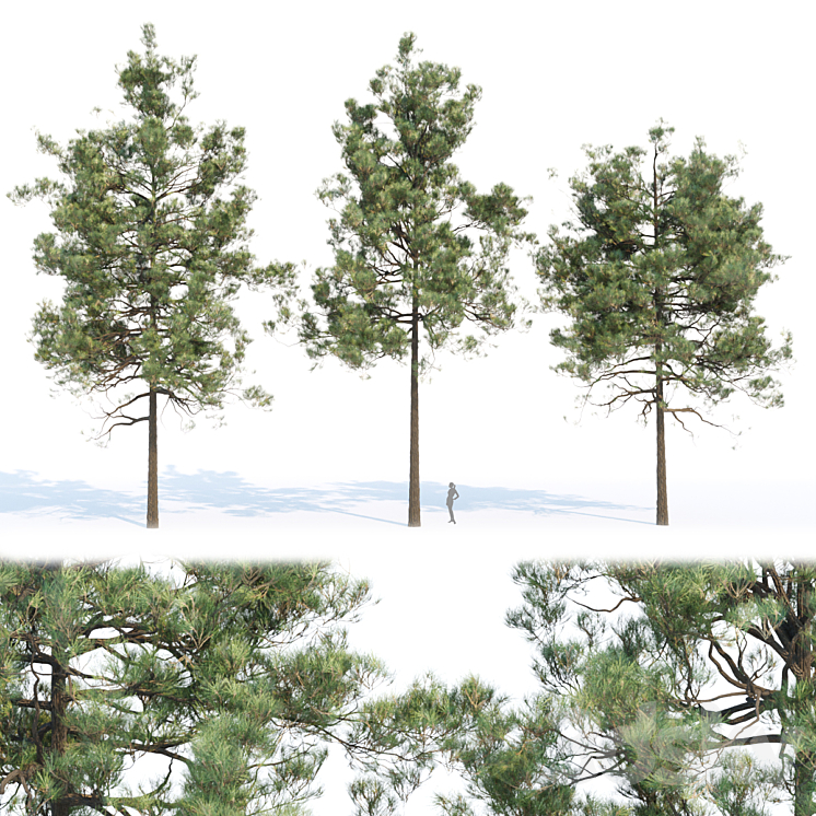 PINE TREES COLLECTION VOL 11 