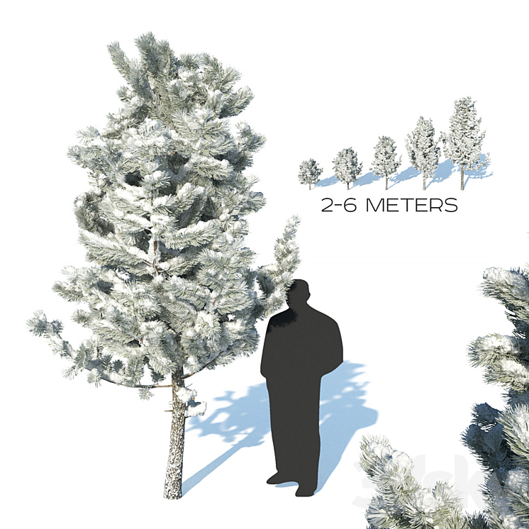 PINE TREES IN THE SNOW 