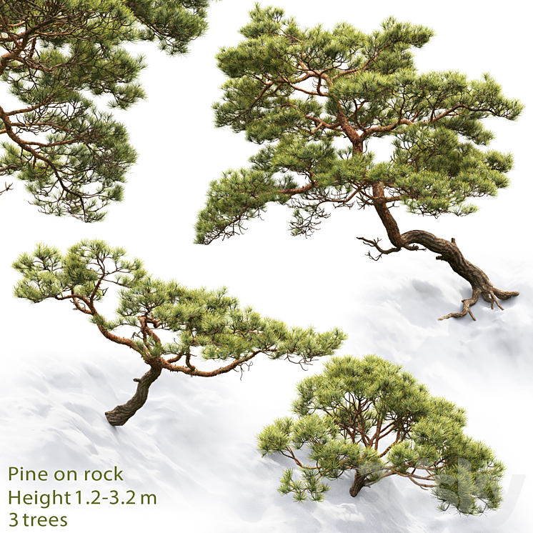 PINE 