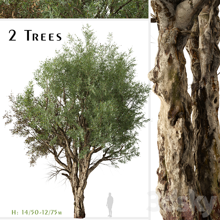 SET OF EUCALYPTUS CAMALDULENSIS TREE RIVER RED GUM (2 TREES) 