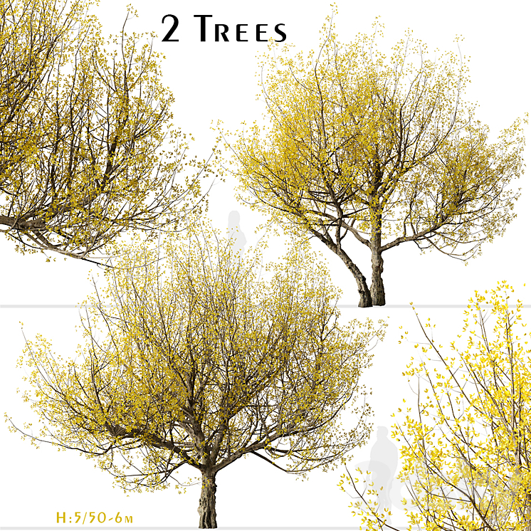 SET OF FLOWERING CORNUS MAS TREES CORNELIAN CHERRY (2 TREES) 