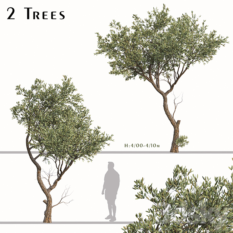SET OF FRUITLESS OLIVE TREES OLEA EUROPAEA (2 TREES) 