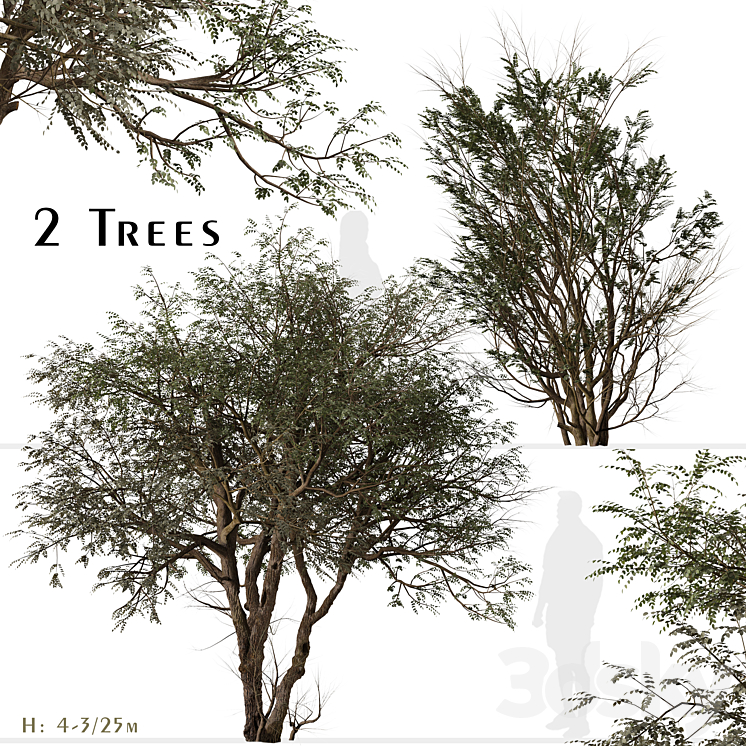 SET OF GHAF TREE PROSOPIS CINERARIA (2 TREES) 