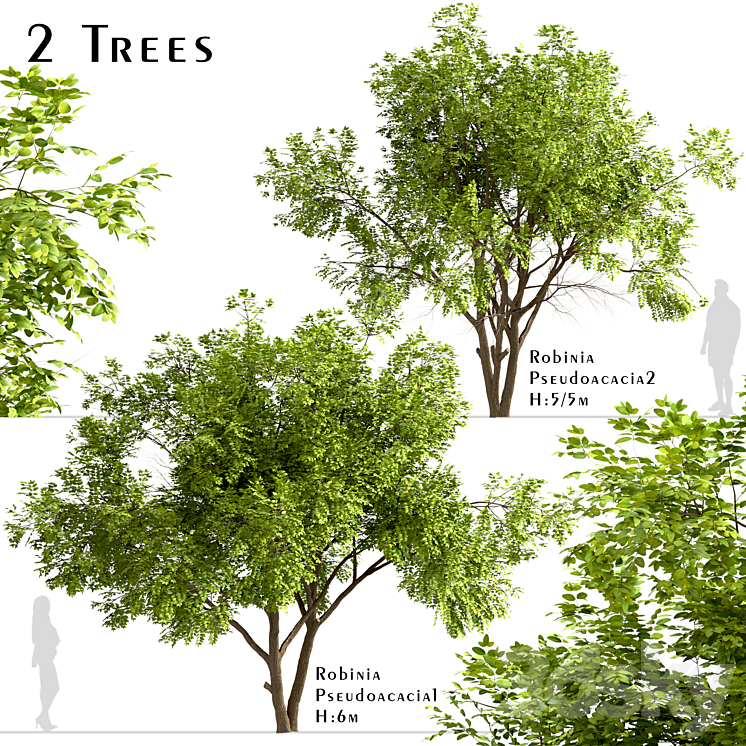 SET OF ROBINIA PSEUDOACACIA TREES BLACK LOCUST (2 TREES) 