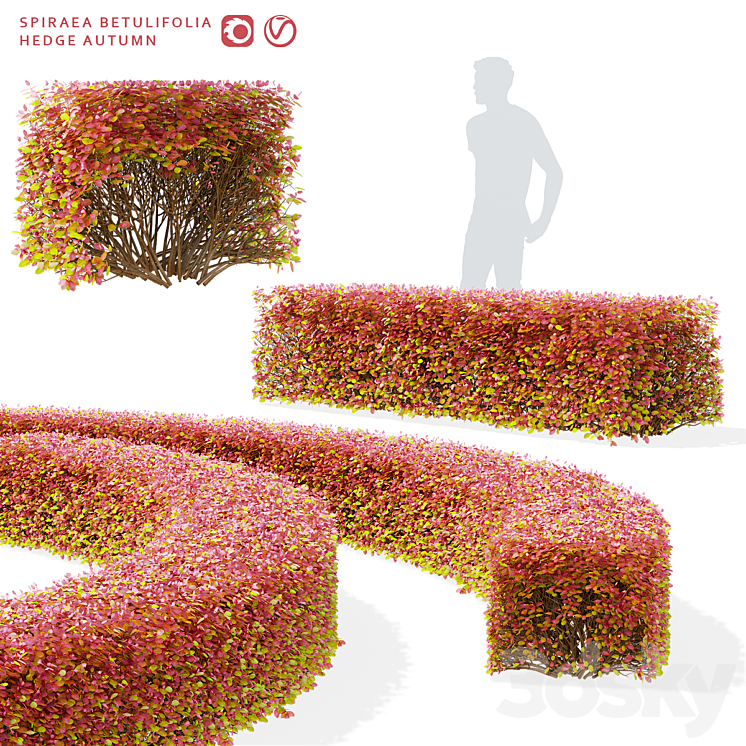 SPIRAEA BIRCH LEAVED HEDGE SPIRAEA BETULIFOLIA AUTUMN 