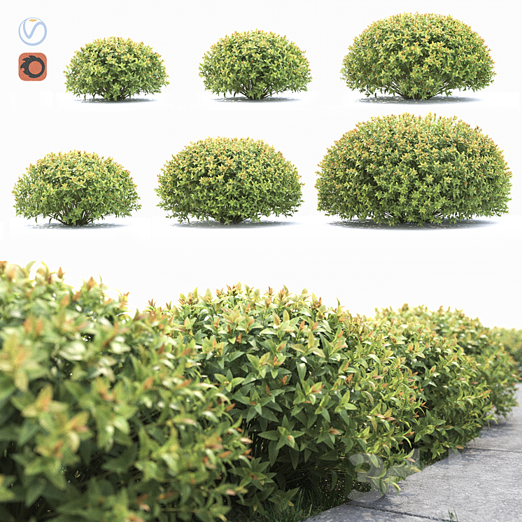 SPIRAEA JAPONICA 