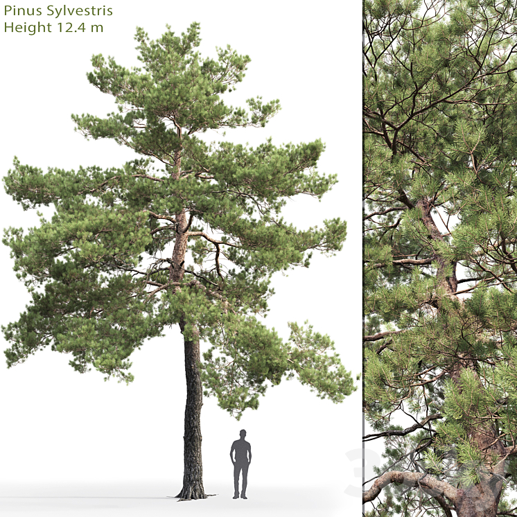 PINUS SYLVESTRIS # 13 124M 