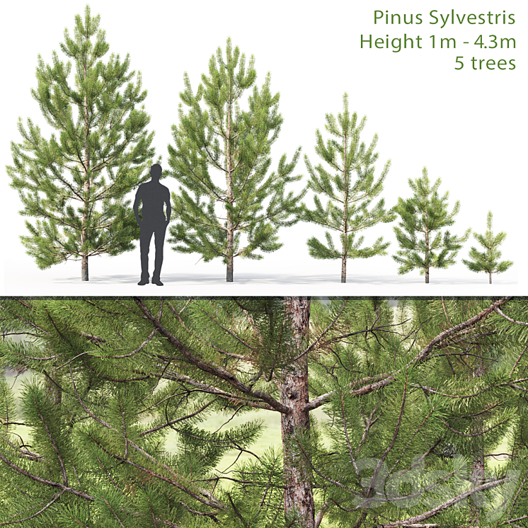 PINUS SYLVESTRIS YOUNG # 2 1 43M 