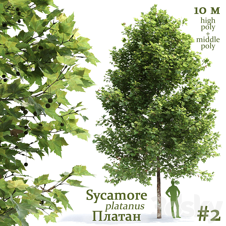 PLANE TREE SYCAMORE PLATANUS #2 