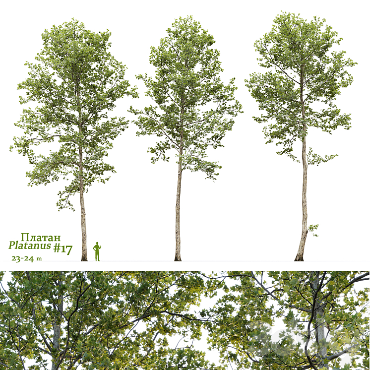 PLANE TREE SYCAMORE PLATANUS #17 