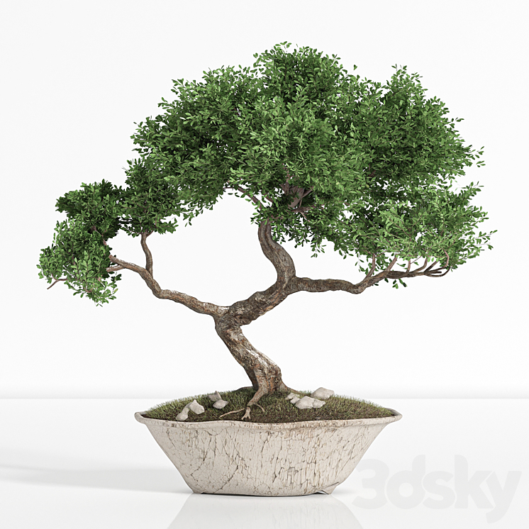 PLANT BONSAI02 
