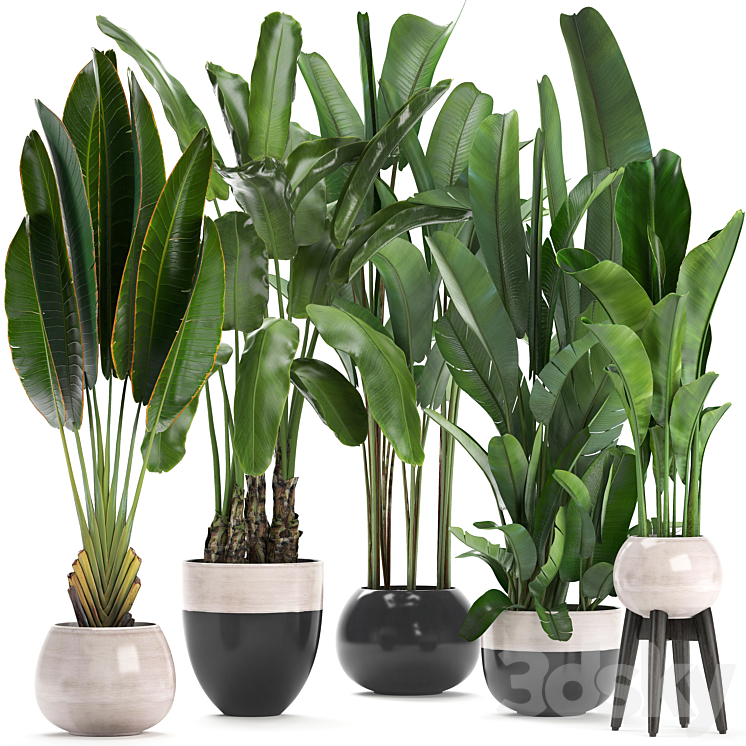 PLANT_COLLECTION_238_A_SET_OF_PALM_TREES_BANANA_STRELITZIA_RAVENALA 