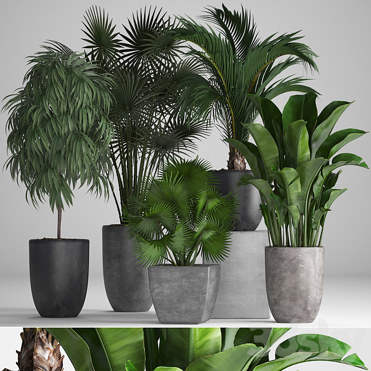 PLANT_COLLECTION_258_BANANA_FAN_PALM_FICUS_FLOWERPOT_CONCRETE_POT 