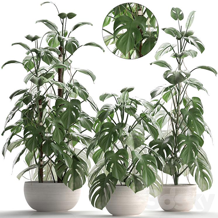 PLANT_COLLECTION_262MONSTERA_WHITE_POT_EXOTIC_PLANT_BUSH_FLOWER 