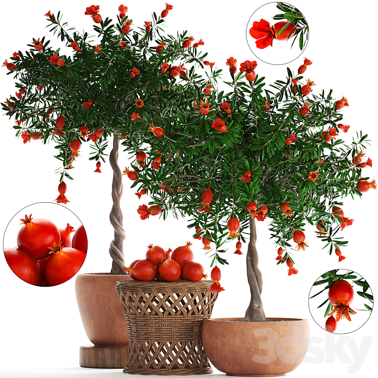 PLANT_COLLECTION_264_POMEGRANATE_TREE_WITH_FRUITS_BLOOMING_RATTAN 