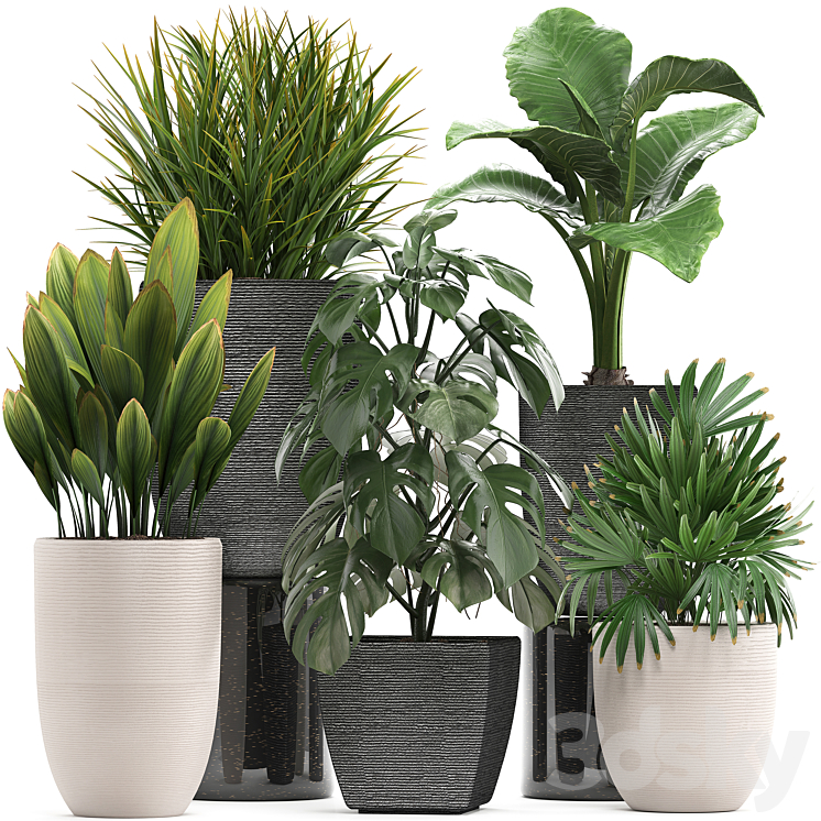 PLANT_COLLECTION_277_PALM_GRASS_MONSTERA_RAPIS_ALOCASIA_POT_FLOWERPOT 
