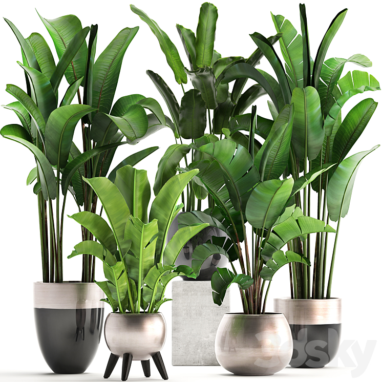 PLANT_COLLECTION_308_STRELITZIA_BANANA_RAVENALA_POT_FLOWERPOT_INDOOR 