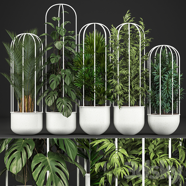 PLANT_COLLECTION_328_WHITE_POT_FLOWERPOT_MONSTERA_BAMBOO_DRACAENA 