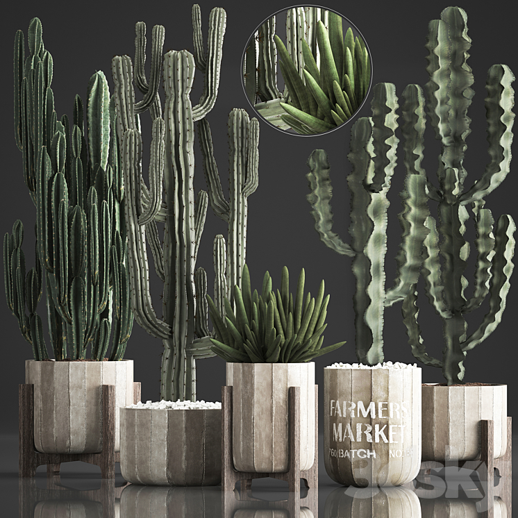 PLANT_COLLECTION_374_CACTUS_CONCRETE_FLOWERPOT_CEREUS_SPURGE_CARNEGIA 