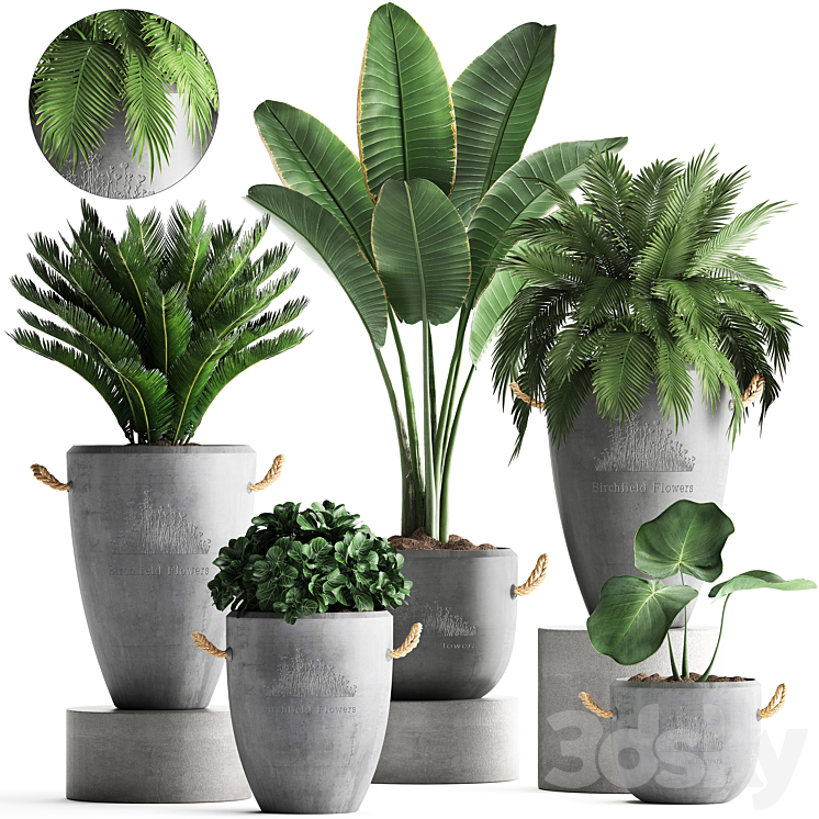 PLANT_COLLECTION_381_BANANA_PALM_CYCAS_PALM_TREE_EXOTIC_PLANT_OUTDOOR 