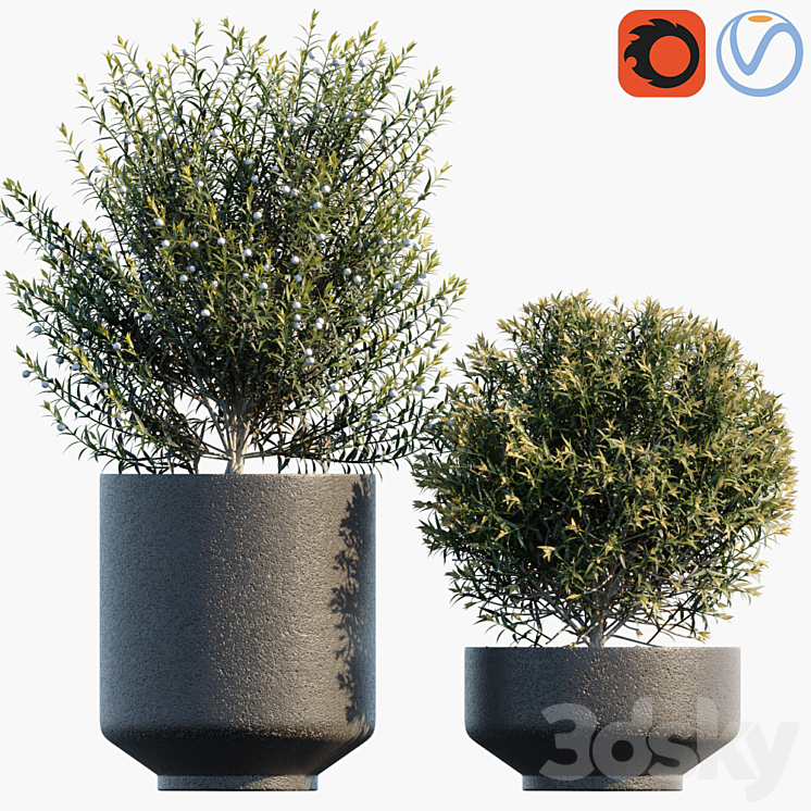 PLANT IN POTS # 31 