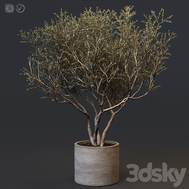 PLANT SET 02 EUROPEAN OLIVE 