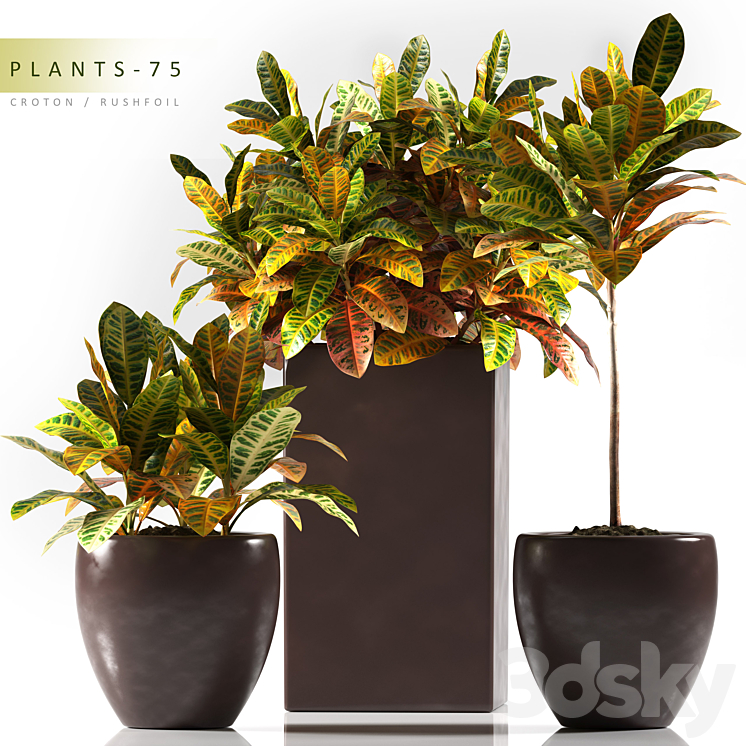 PLANTS 75 