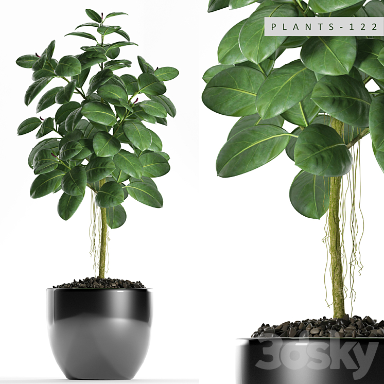 PLANTS 122 