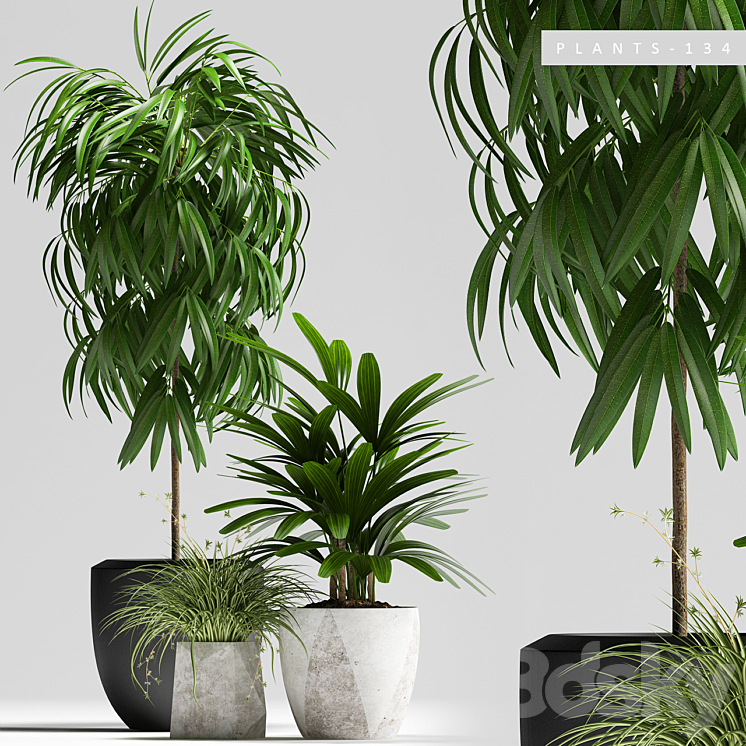 PLANTS 134 