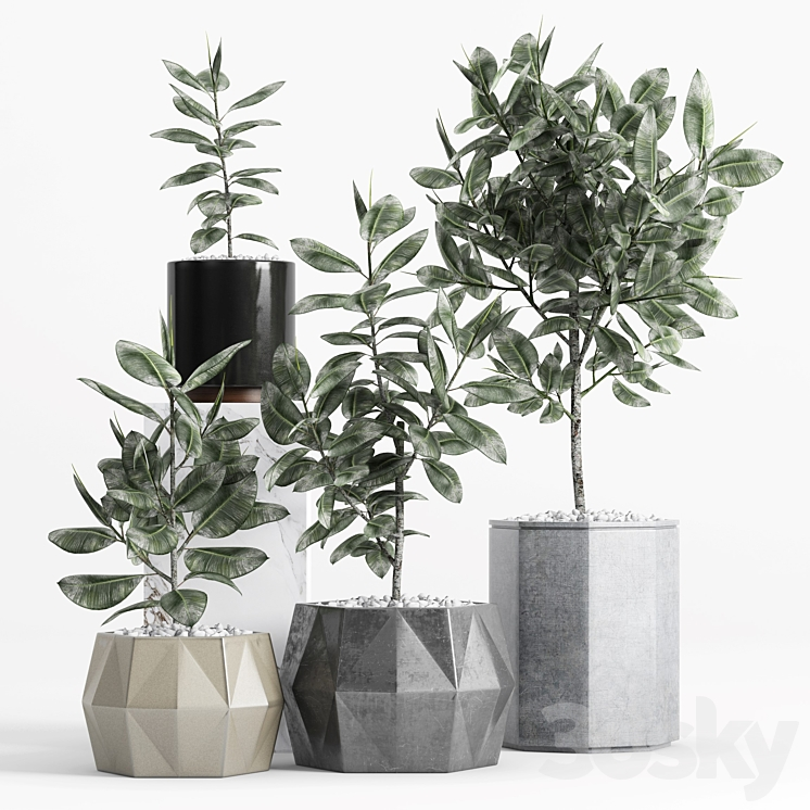 PLANTS AND PLANTERS 9 FICUS ELASTICA 
