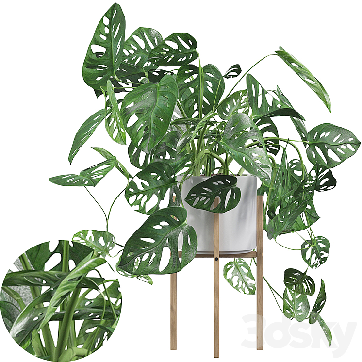 PLANTS COLLECTION 028 MONSTERA MONKEY MASK 02 