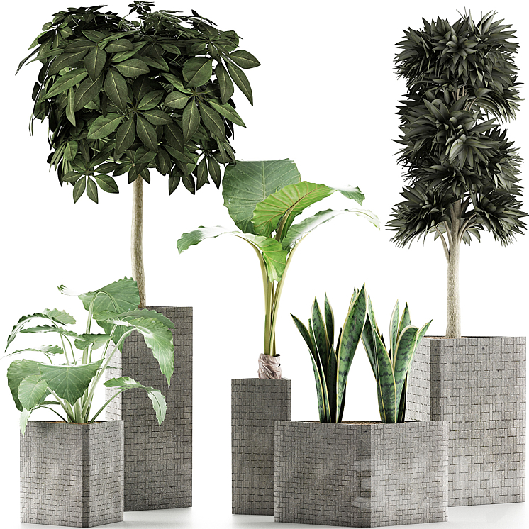PLANTS COLLECTION 39 