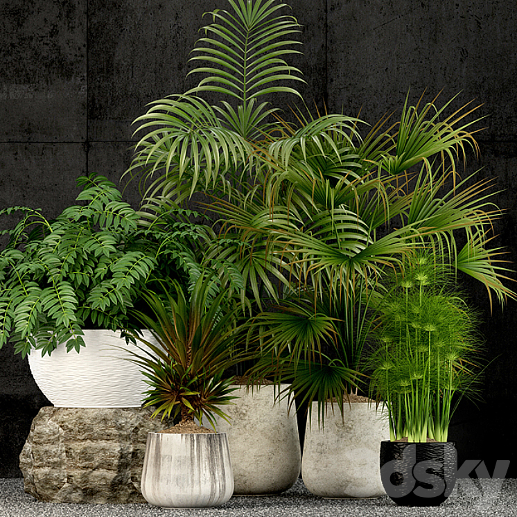 PLANTS COLLECTION 53 