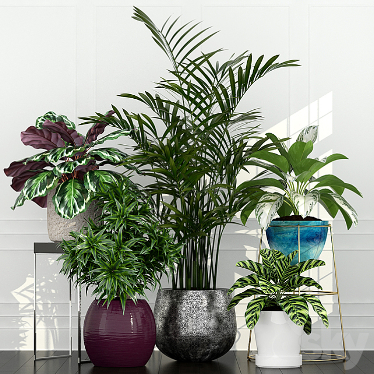 PLANTS COLLECTION 54 