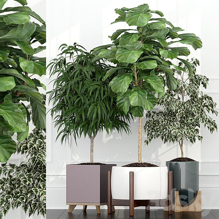 PLANTS COLLECTION 67 