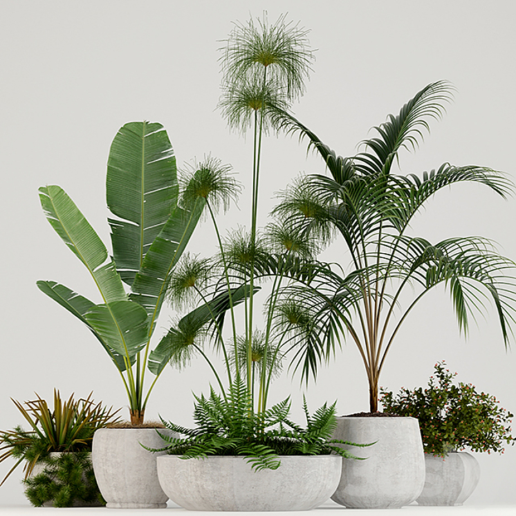 PLANTS COLLECTION 80 