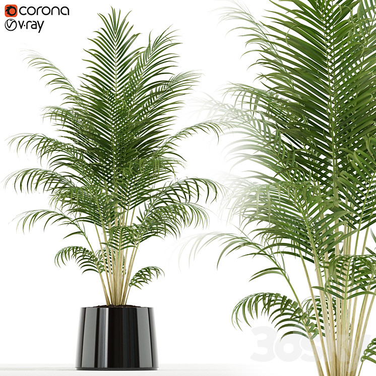PLANTS COLLECTION 148 