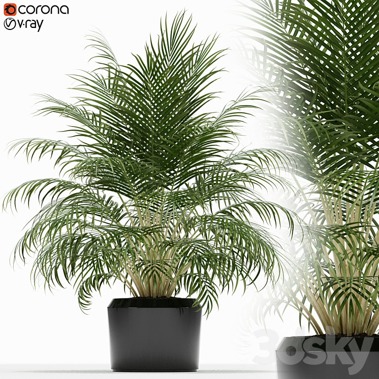 PLANTS COLLECTION 149 
