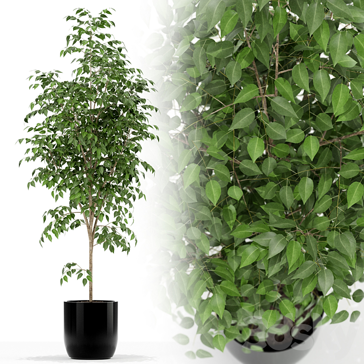 PLANTS COLLECTION 151 