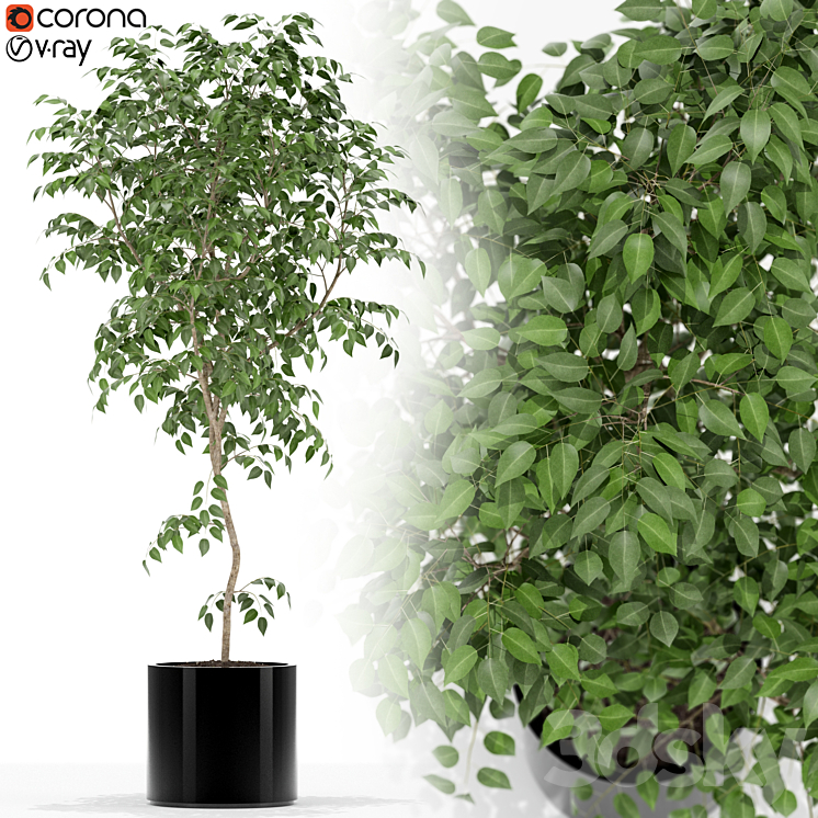 PLANTS COLLECTION 152 